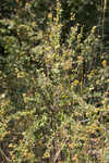 Hairy lespedeza